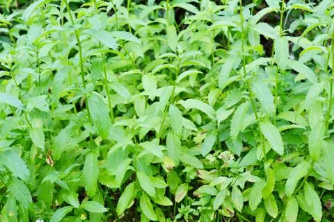 Peppermint plant 库存照片