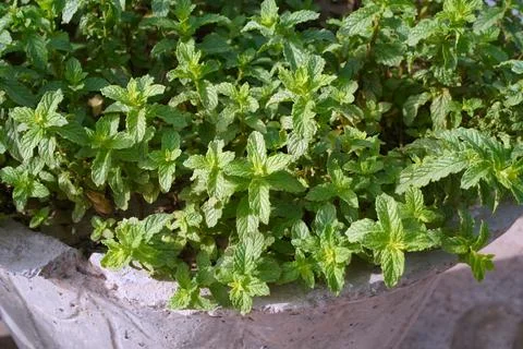 Peppermint plants grow in a pot. Stock Photos