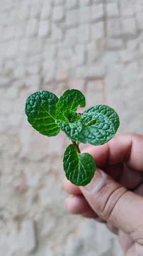 Peppermint a popular flavoring for gum, toothpaste, and tea, Stock Photos