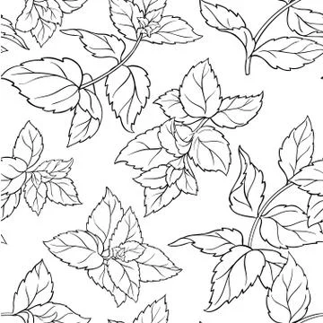 Peppermint seamless pattern Illustrazione stock