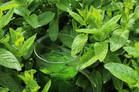 Peppermint tea in the peppermint field Stock Photos