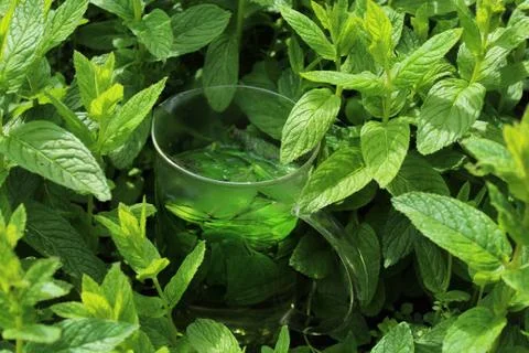 Peppermint tea in the peppermint field Stock Photos