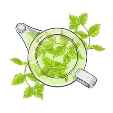 Peppermint tea vector Stock Illustration
