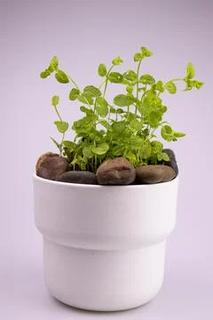 Peppermint tree in a white pot Stock Photos