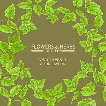 Peppermint vector frame Stock Illustration