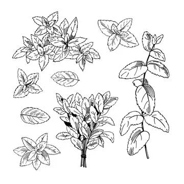 Peppermint. Vector  illustration. Stock Illustration