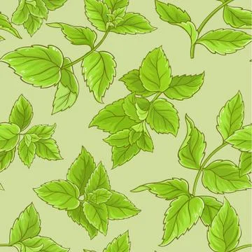 Peppermint  vector seamless pattern Stock Illustration