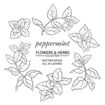 Peppermint vector set Stock Illustration