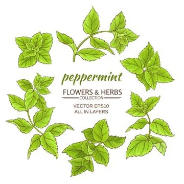 Peppermint vector set Stock Illustration