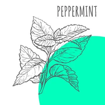 Peppermint vector sketch botanical herb spice Stock Illustration