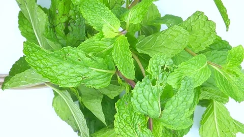 Peppermint View Camera pan zoom in and out. Stock Footage 85044237