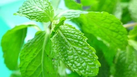 Peppermint View Camera pan zoom in and out. Stock Footage 85045329