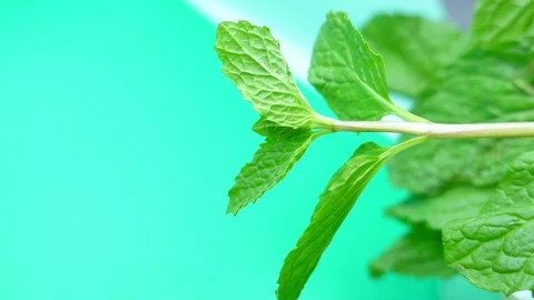 Peppermint View Camera pan zoom in and out. Stock Footage 85045451