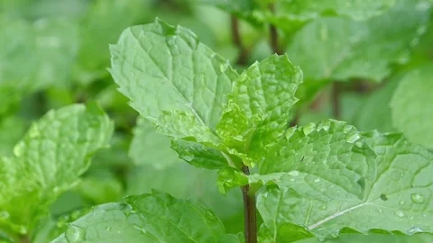 Peppermint View Camera pan zoom in and out Stock Footage 152549419