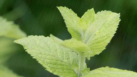 Peppermint with water drops. A drop of dew falls from a fresh mint leaf. Stock Footage 278279288