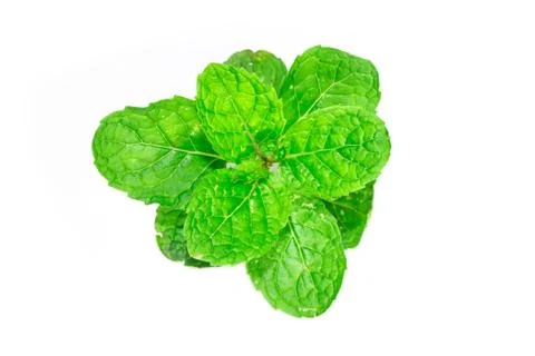 Peppermint on white background Stock Photos