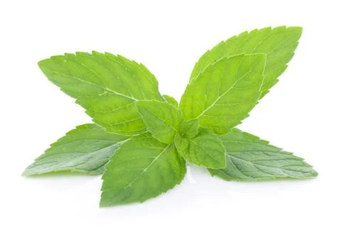 Peppermint on white background Stock Photos