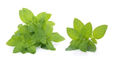 Peppermint on white background 写真素材