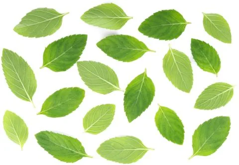 Peppermint on white background Stockfoto's