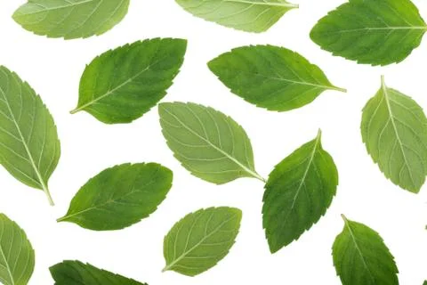 Peppermint on white background Stock-Fotos