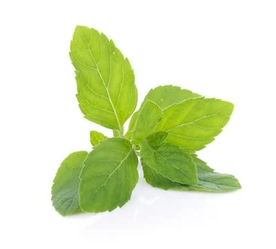 Peppermint on white background Stock-Fotos