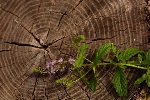 Peppermint on wooden table Stock-Fotos