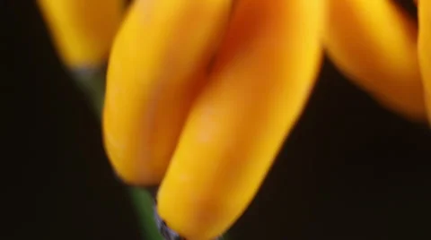 Peppers on the branch under the macro Stock Footage 68116229