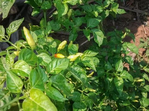 Peppers in the garden Stock Photos