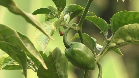 Peppers growing on bush Video stock 84721230