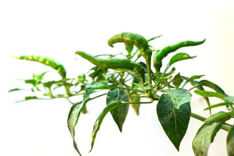 Peppers with leaves Stock Photos