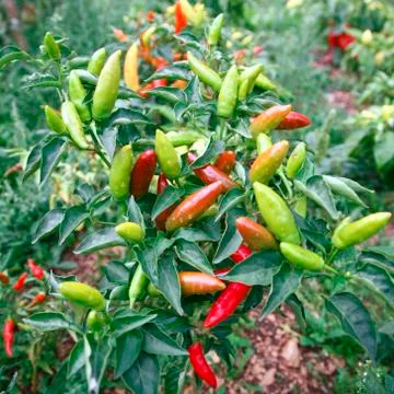 Peppers Stock Photos