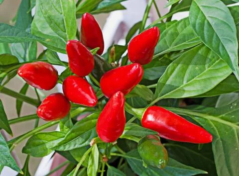 Peppers Stock Photos