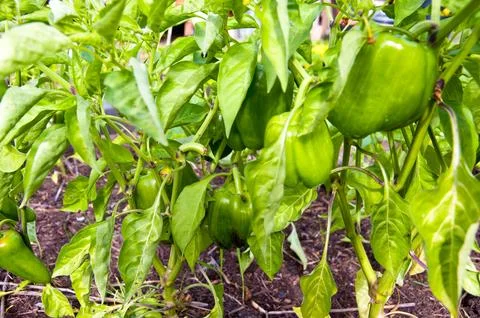 Peppers Stock Photos