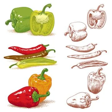 Peppers vector 库存插图