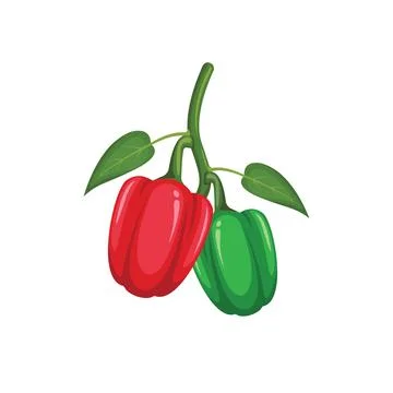 Peppers vector illustration element design template Stock Illustration