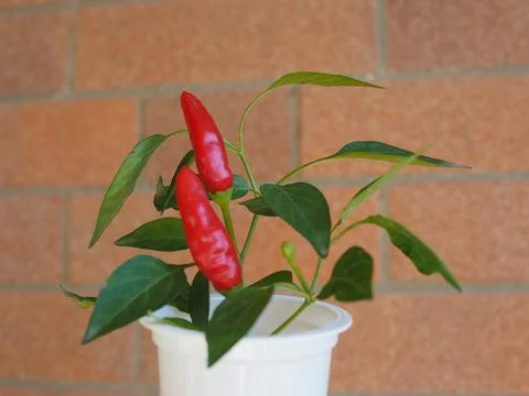 Peppers vegetables Stock Photos