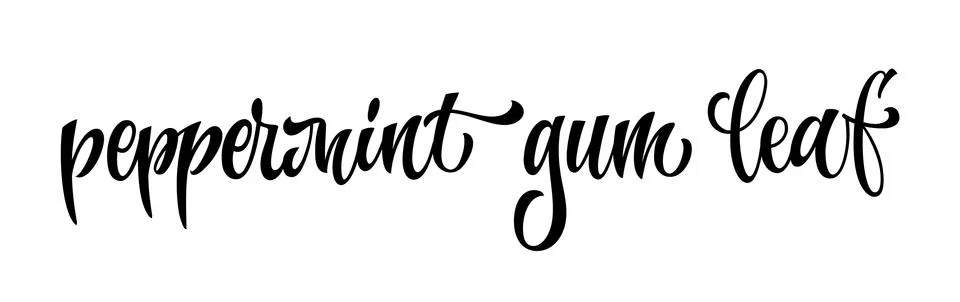 Peppetmint gum leaf - vector hand drawn calligraphy style lettering word. I Stock Illustration