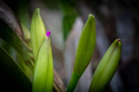 Pequeña orquidea comenzando a florecer Stock-Fotos