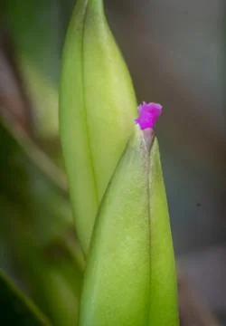 Pequeña orquidea comenzando a florecer Stock Photos
