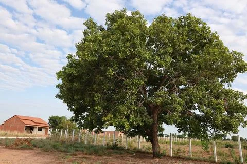 Pequi tree Stock Photos
