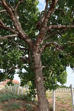 Pequi tree Stock Photos