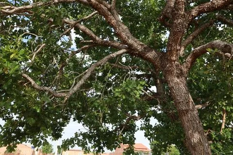 Pequi tree Stock Photos