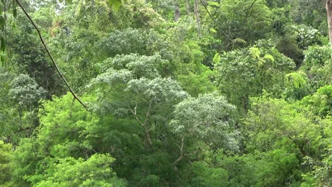 Perak River, Malaysia Stock Footage 159637373
