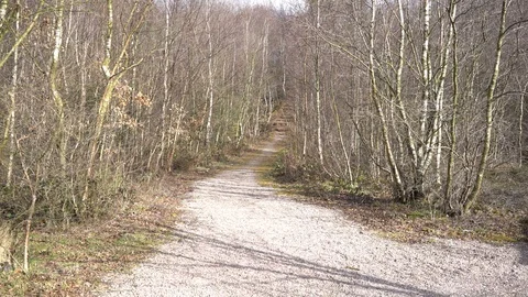 Perambulating on a path between bare silver birch trees towards steps, UK, 4k Stock Footage 86472998