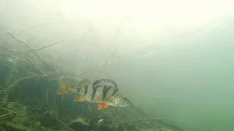 Perca fluviatilis  50 01 스톡 동영상 84322107