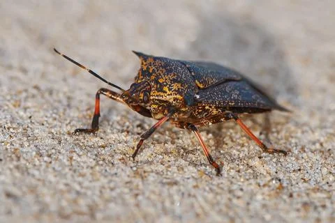 Percevejo (Reduviidae) | Assassin bug Stock Photos
