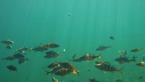 Perch catches a hook with a bait and pulls the float under surface Stock Footage 121632532