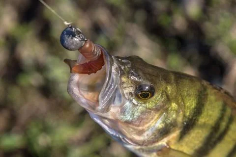 Perch caught on artificial bait Foto stock