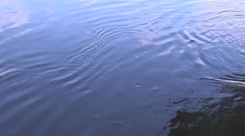 Perch caught, fishing 動画素材 52365809