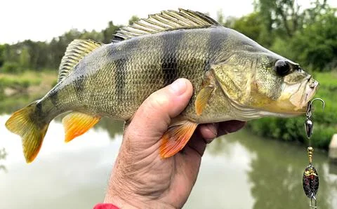 Perch caught on spinner Stock Photos